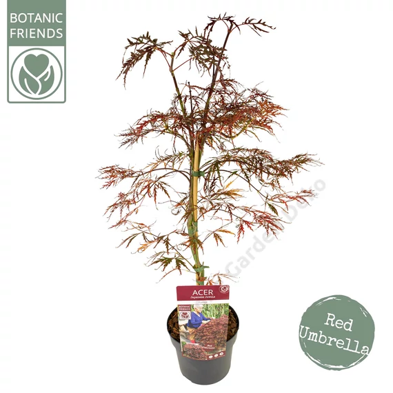 Acer palmatum Garnet