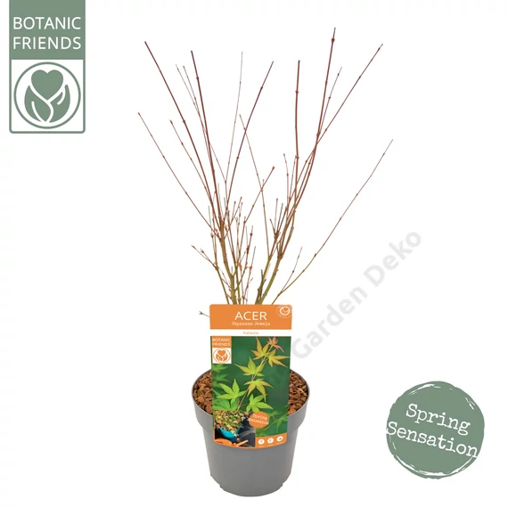 Acer palmatum Katsura