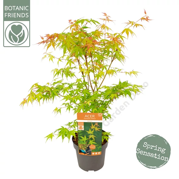 Acer palmatum Katsura