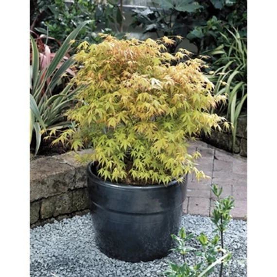 Acer palmatum Katsura