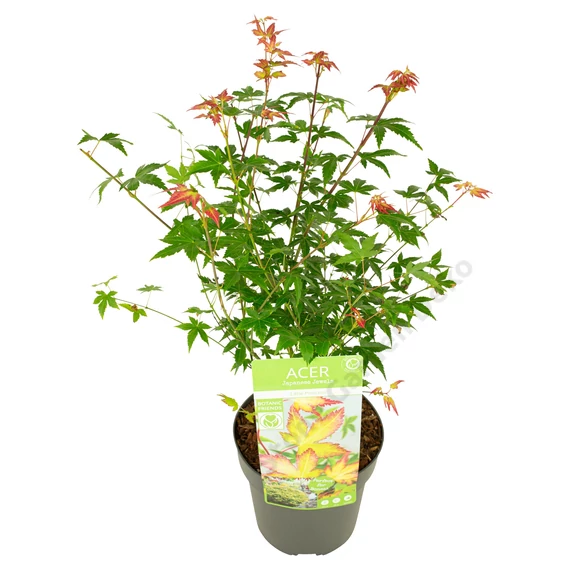 Acer palmatum Little Princess