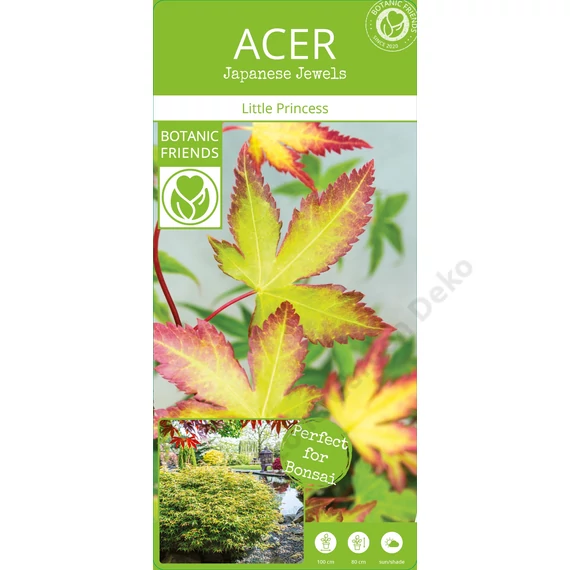 Acer palmatum Little Princess