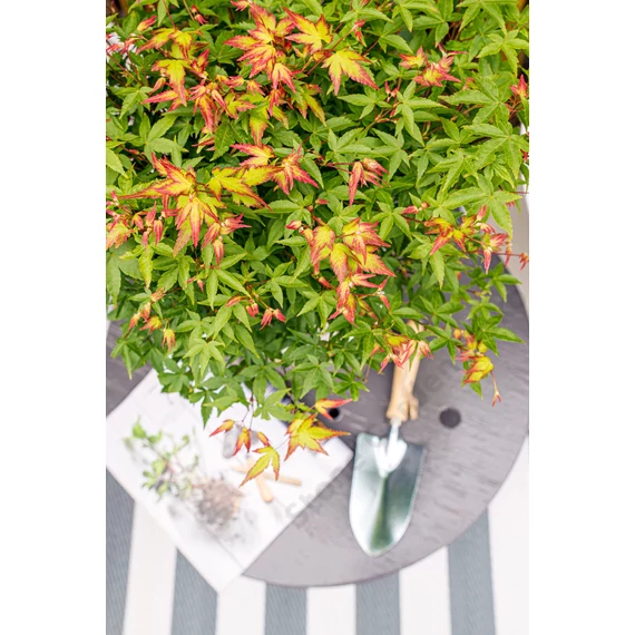 Acer palmatum Little Princess