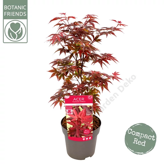 Acer palmatum Little Red