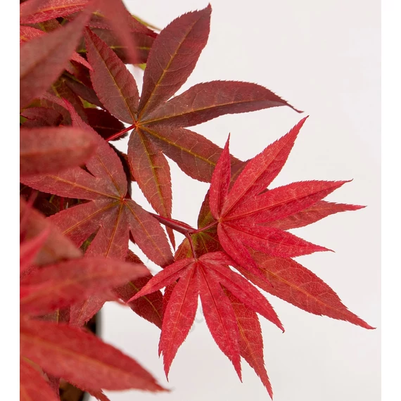 Acer palmatum Little Red