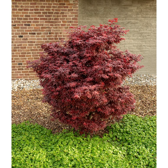 Acer palmatum Little Red