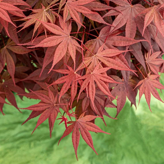 Acer palmatum Livy