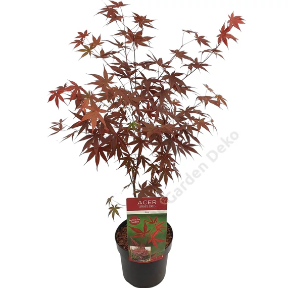 Acer palmatum Livy