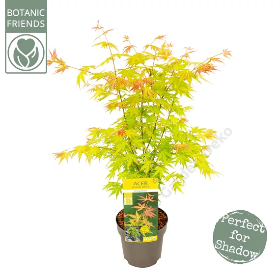 Acer palmatum Orange Dream