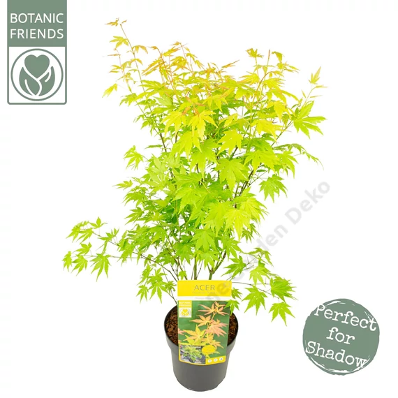 Acer palmatum Orange Dream