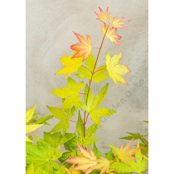 Acer palmatum Orange Dream