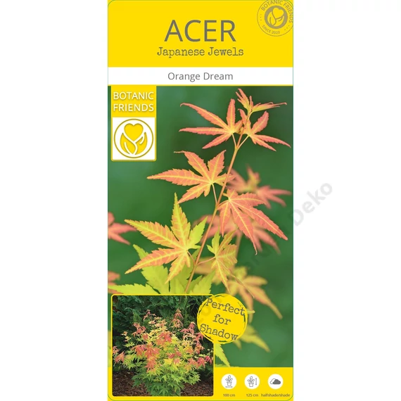 Acer palmatum Orange Dream