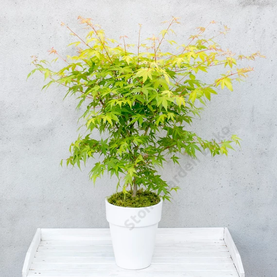 Acer palmatum Orange Dream