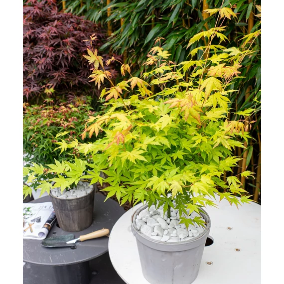 Acer palmatum Orange Dream