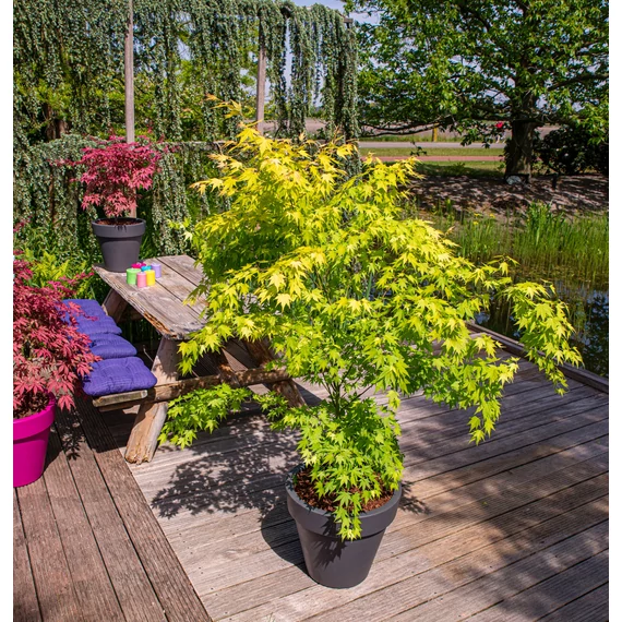 Acer palmatum Orange Dream