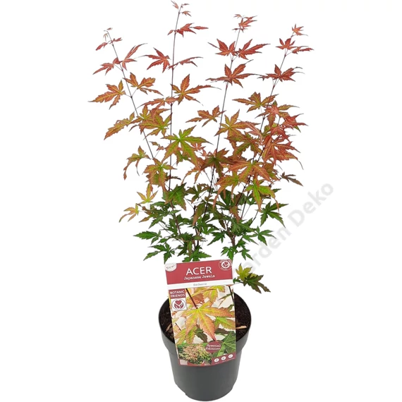 Acer palmatum Redwine