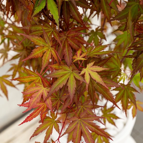 Acer palmatum Redwine
