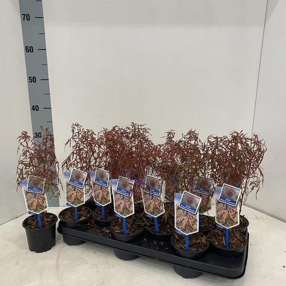 Acer palmatum Royal Garnet