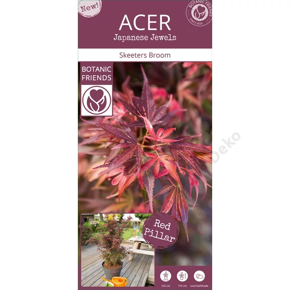 Acer palmatum Skeeters Broom