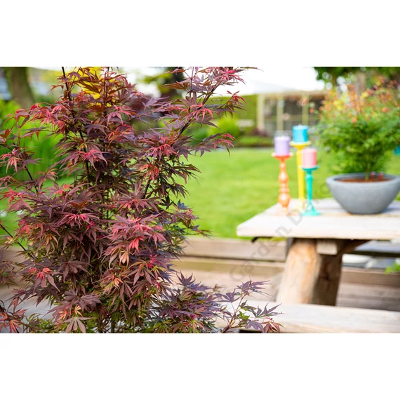 Acer palmatum Skeeters Broom