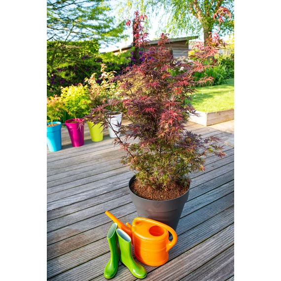 Acer palmatum Skeeters Broom