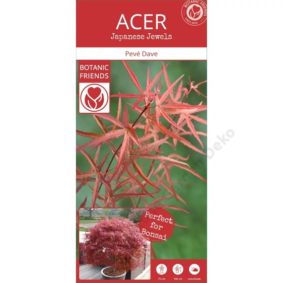 Acer palmatum Starfish