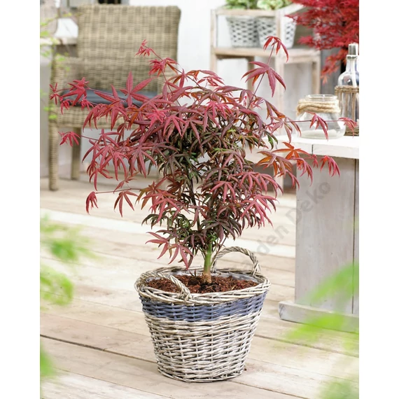 Acer palmatum Starfish