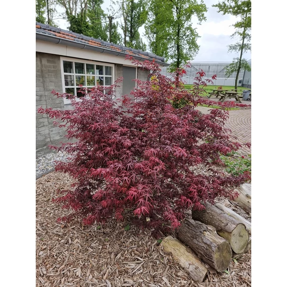 Acer palmatum Starfish
