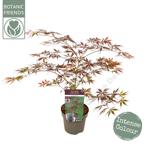 Acer palmatum Sumi nagashi