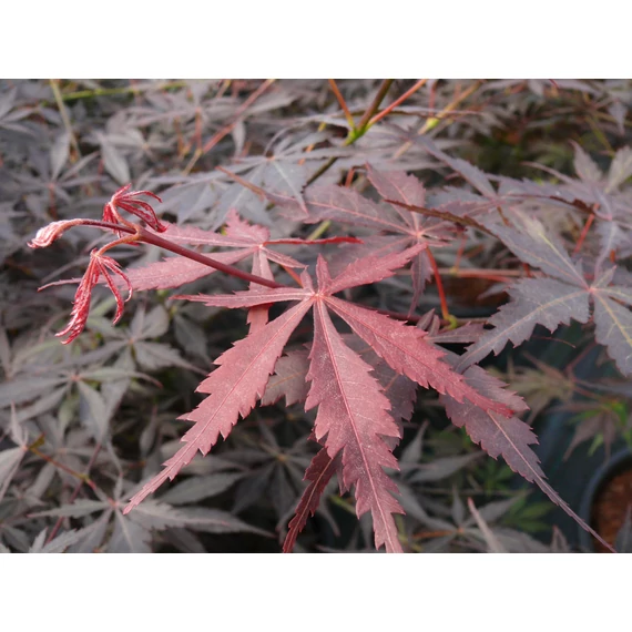 Acer palmatum Sumi nagashi