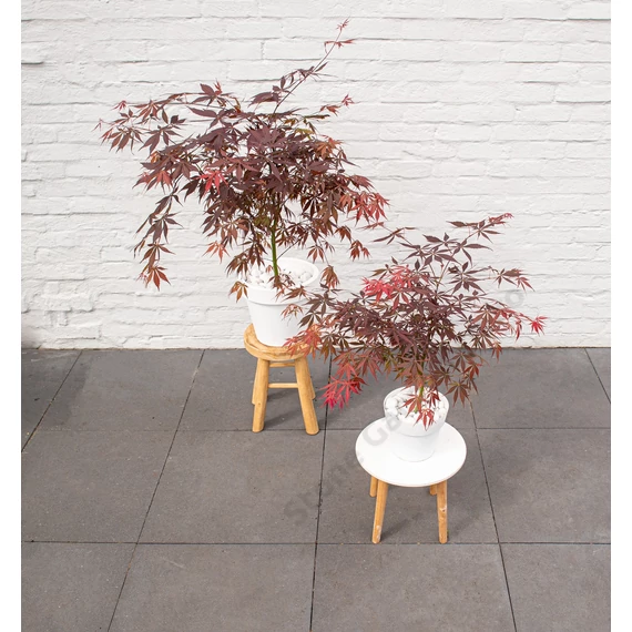 Acer palmatum Sumi nagashi