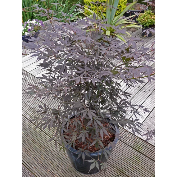 Acer palmatum Sumi nagashi