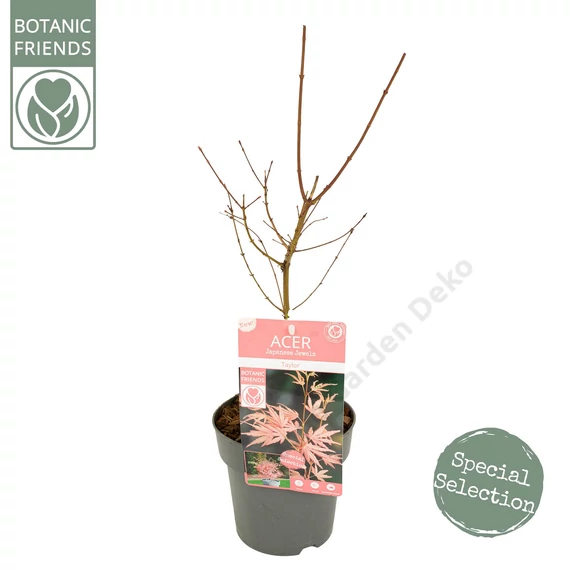 Acer palmatum Taylor