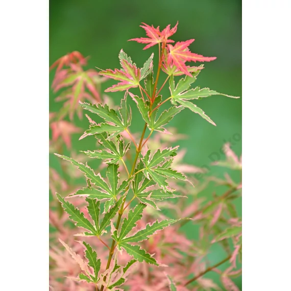 Acer palmatum Taylor