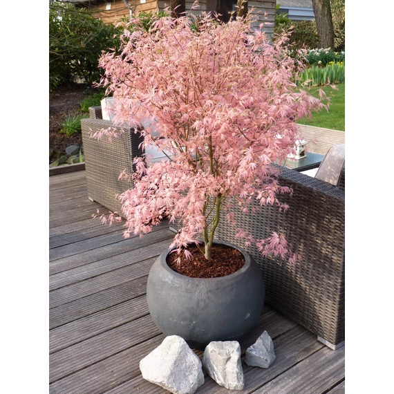 Acer palmatum Taylor