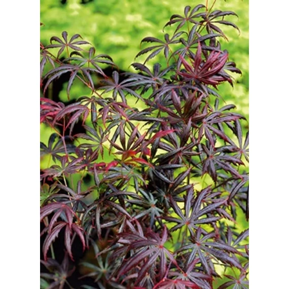 Acer palmatum Trompenburg