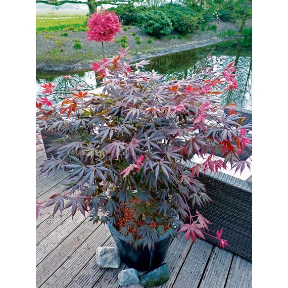 Acer palmatum Trompenburg