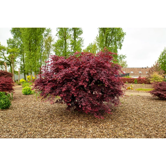 Acer palmatum Trompenburg