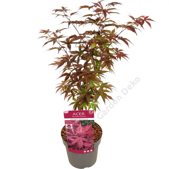 Acer palmatum Twombly's Red Sentinel