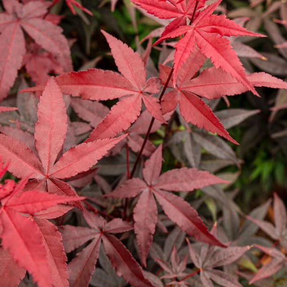 Acer palmatum Twombly's Red Sentinel