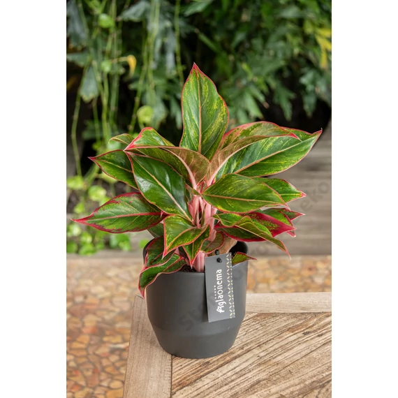 Aglaonema Jungle Red
