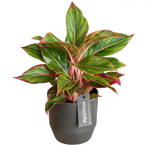 Aglaonema Jungle Red
