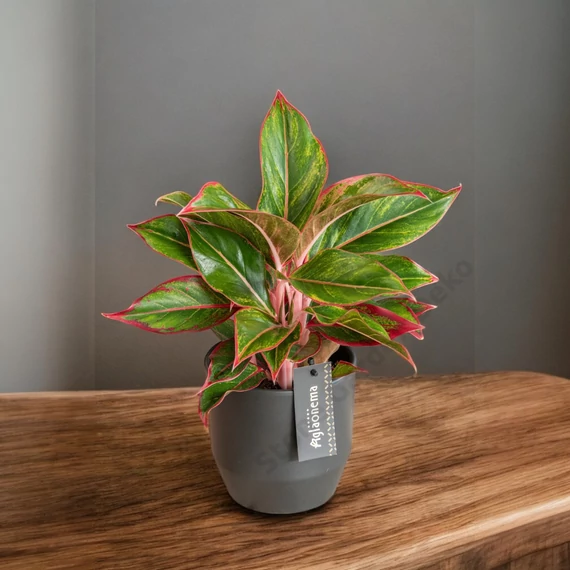 Aglaonema Jungle Red
