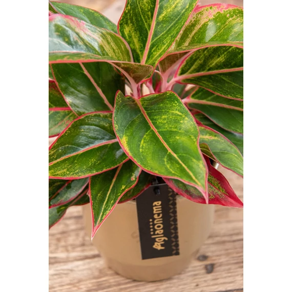 Aglaonema Jungle Red