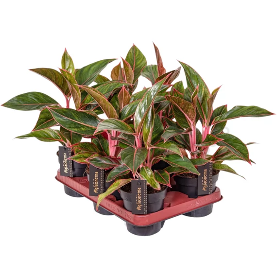 Aglaonema Jungle Red