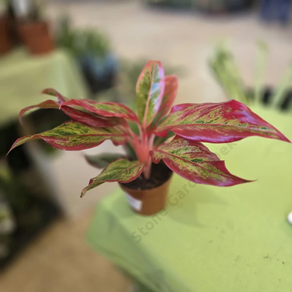 Aglaonema Red Fire
