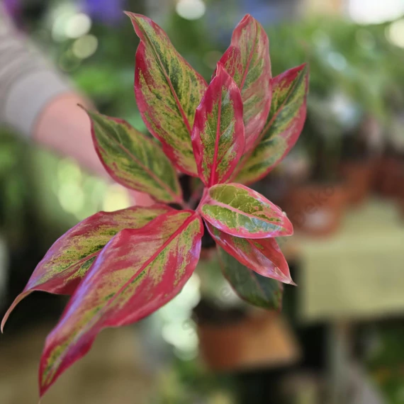Aglaonema Red Fire