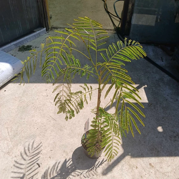 Albizia julibrissin Ombrella