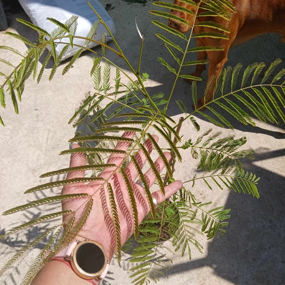 Albizia julibrissin Ombrella