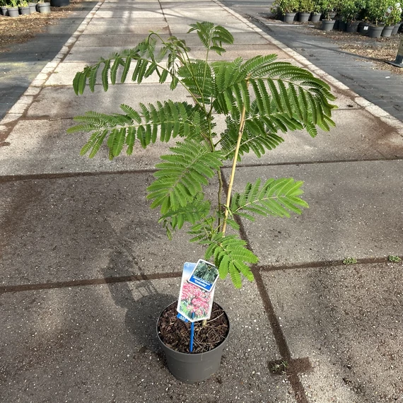 Albizia julibrissin Ombrella